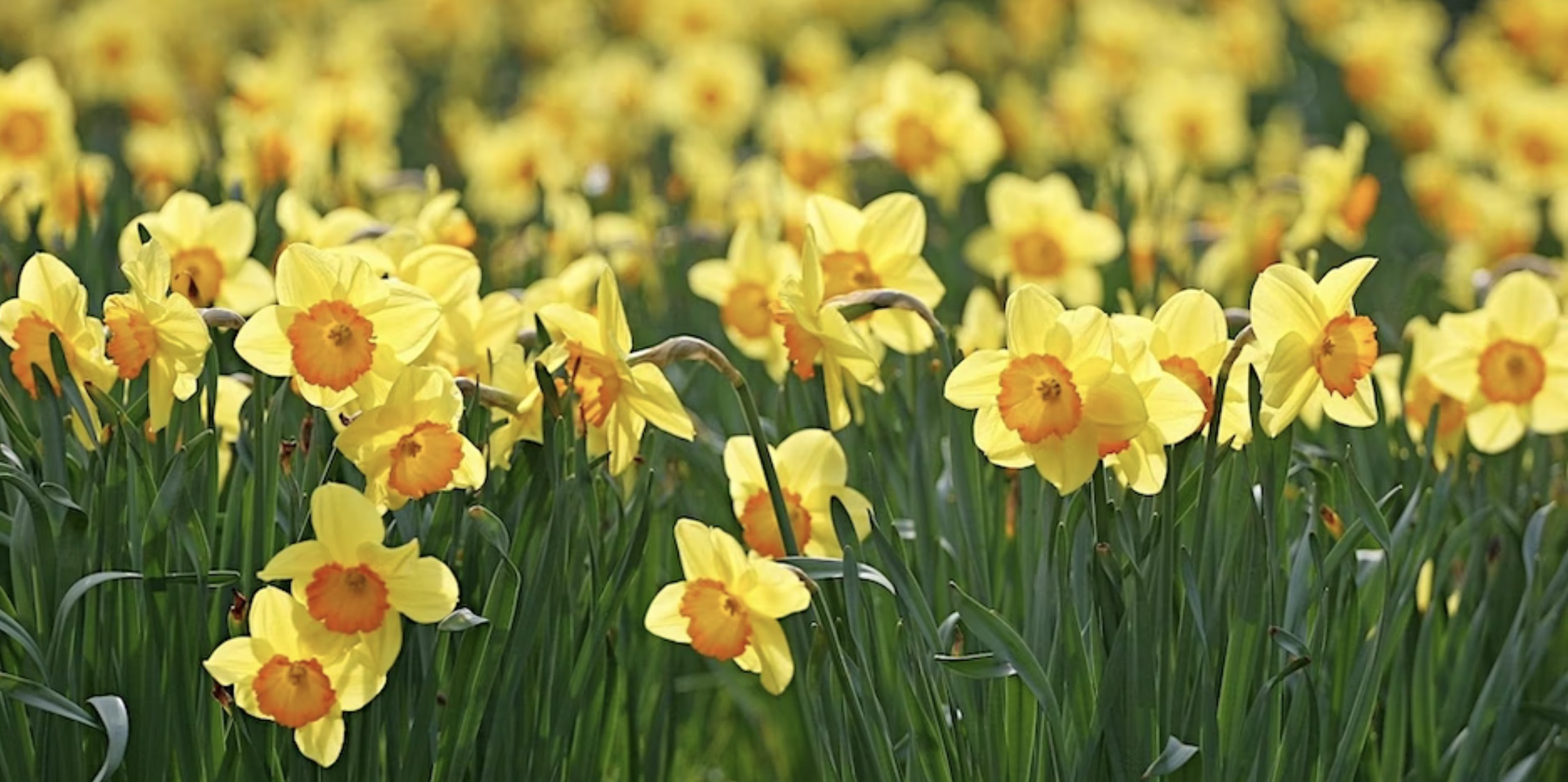 daffodils