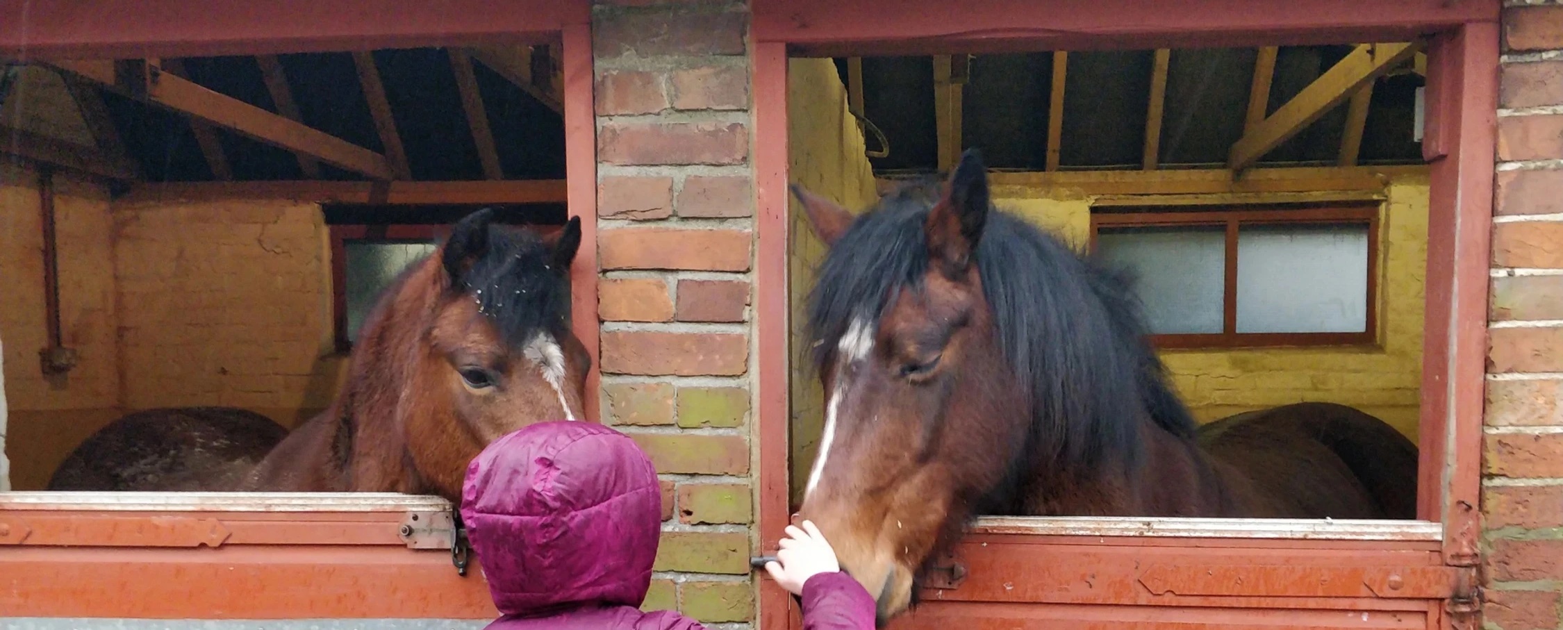 Horsesense UK ponies in stable